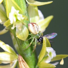 Australomisidia pilula