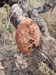 Constrictotermes cyphergaster