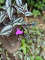 Tradescantia zebrina