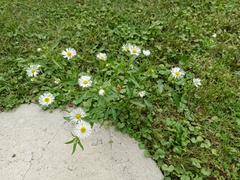 Erigeron strigosus
