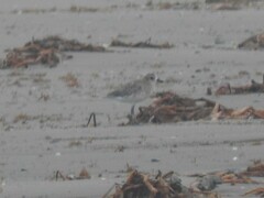 Pluvialis squatarola