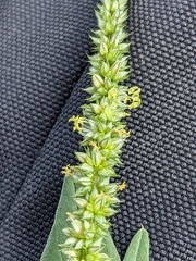 Amaranthus