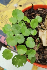 Hydrocotyle vulgaris