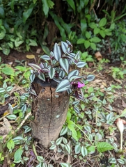 Tradescantia zebrina