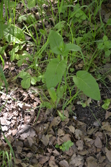 Campanula bononiensis