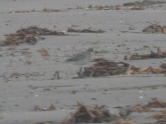 Pluvialis squatarola