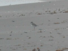 Charadrius wilsonia