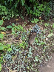 Tradescantia zebrina