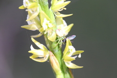 Australomisidia pilula