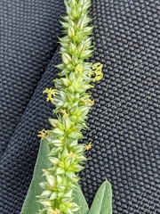 Amaranthus