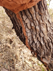 Constrictotermes cyphergaster