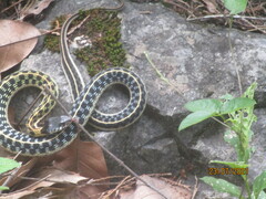 Thamnophis cyrtopsis