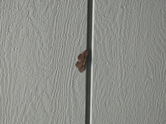Rheumaptera meadii