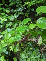 Dioscorea bulbifera