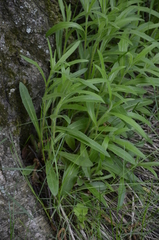 Hieracium umbellatum