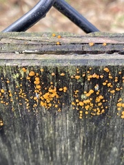 Dacrymyces stillatus