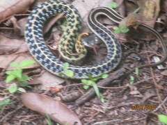 Thamnophis cyrtopsis
