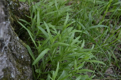 Hieracium umbellatum
