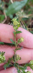 Lepidium bipinnatifidum