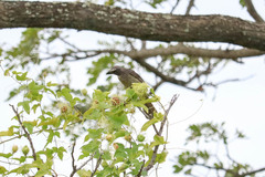 Saltator grandis