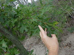 Quercus ellipsoidalis