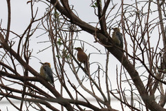 Melanerpes hoffmannii