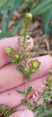 Lepidium bipinnatifidum