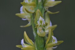 Prasophyllum elatum