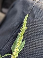 Amaranthus
