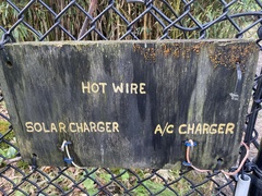 Dacrymyces stillatus