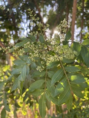 Schinus terebinthifolia
