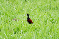 Jacana spinosa