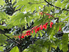 Warszewiczia coccinea