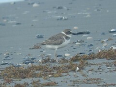 Charadrius wilsonia