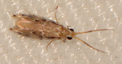 Hydroptilidae