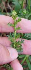 Lepidium bipinnatifidum