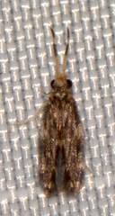 Hydroptilidae