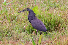 Tigrisoma mexicanum