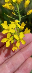 Brassica rapa