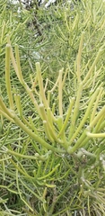 Euphorbia tirucalli