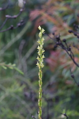 Prasophyllum elatum