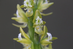 Prasophyllum elatum