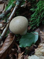 Lycoperdon perlatum