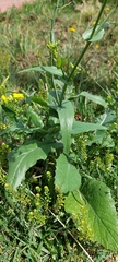 Brassica rapa