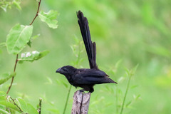 Crotophaga sulcirostris