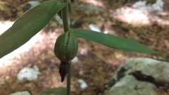 Epipactis