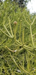 Euphorbia tirucalli