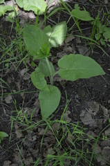 Campanula bononiensis