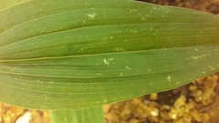 Epipactis
