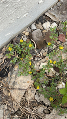 Portulaca oleracea